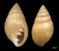 Ovatella (Ovatella) firmini